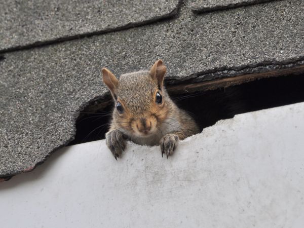 Spokane Wildlife Removal