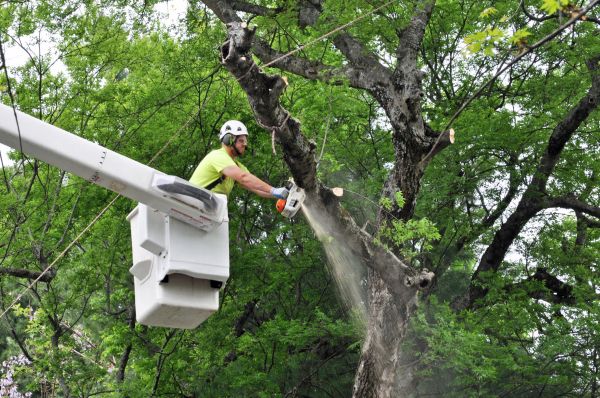 Spokane Tree Trimming